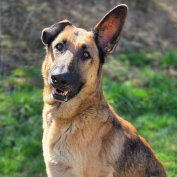 German Shepherd Dog Dogs Available for Adoption in Franklin, North Carolina - Laika | PetCurious