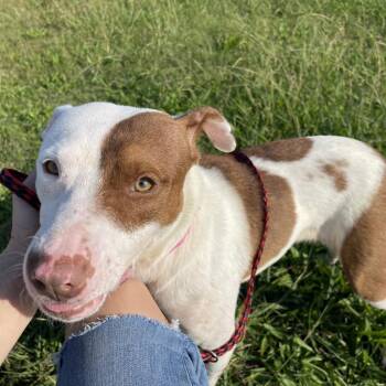 Baby Girl was #33 Sally -  Mixed Breed Dog for Adoption in Jefferson City, Tennessee - Baby Girl Was #33 Sally | PetCurious