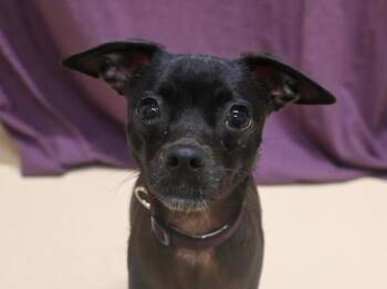 Chihuahua Dogs Available for Adoption in Portland, Oregon - Pepper | PetCurious