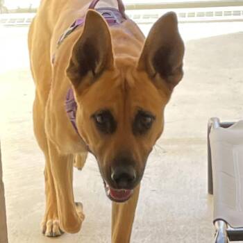 Juniper -  Shepherd Dog for Adoption in Goleta, California - Juniper | PetCurious