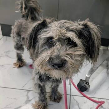Poodle and Mixed Breed Dogs Available for Adoption - Cheyenne F NV | PetCurious