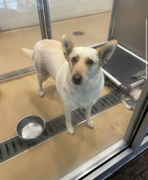 Shepherd Dogs Available for Adoption in South Houston, Texas - Beans | PetCurious