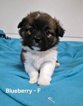 Blueberry -  Australian Shepherd Dog for Adoption in Hillside, Illinois - Blueberry | PetCurious