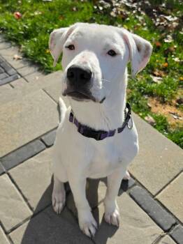 Barney -  Mixed Breed Dog for Adoption in Highland, New York - Barney | PetCurious