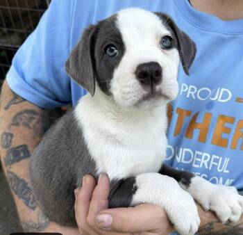 Pit Bull Terrier Dogs Available for Adoption in Larkfield-wikiup, California - Skye | PetCurious