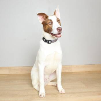 Catahoula Leopard Dog and Mixed Breed Dogs Available for Adoption in Minnetonka, Minnesota - Ajax D69145 | PetCurious