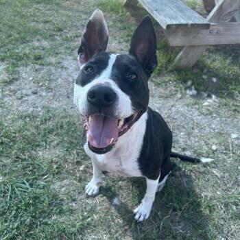 Rescue Mixed Breed Dogs for Adoption in Dickinson, Texas - Nyla | PetCurious