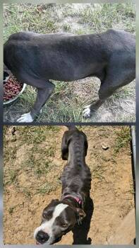 Pit Bull Terrier Dogs Available for Adoption - Maddie | PetCurious