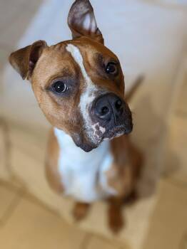 Boxer Dogs Available for Adoption - Teague | PetCurious