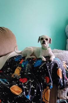 Havanese and Shih Tzu Dogs Available for Adoption in Plymouth, Michigan - Jackson 6 (Ruzek) | PetCurious