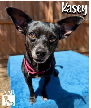 Kasey -  Chihuahua Dog for Adoption in Magnolia, Texas - Kasey | PetCurious
