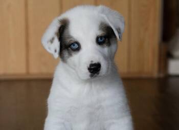 Coyote -  Anatolian Shepherd and Australian Cattle Dog Blue Heeler Dog for Adoption in Pflugerville, Texas - Coyote | PetCurious