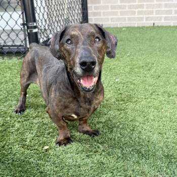 Cracker Jack -  Dachshund and Mixed Breed Dog for Adoption in New York, New York - Cracker Jack | PetCurious