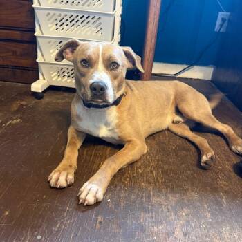 Nico 052802A -  American Staffordshire Terrier Dog for Adoption in Amory, Mississippi - Nico 052802A | PetCurious