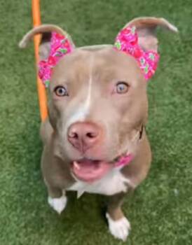 Nova -  American Staffordshire Terrier Dog for Adoption in Long Beach, New York - Nova | PetCurious