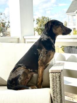 Catahoula Leopard Dog and Hound Dogs Available for Adoption - Faith | PetCurious