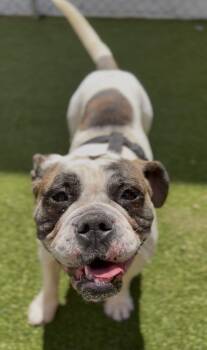English Bulldog Dogs Available for Adoption - Bailey Bug | PetCurious