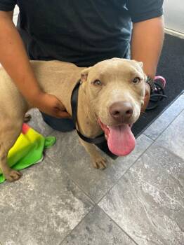 Mixed Breed Dogs Available for Adoption in Oxford, North Carolina - Tuntun | PetCurious