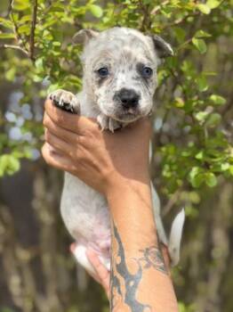 Australian Shepherd and Mixed Breed Dogs Available for Adoption in Morton Grove, Illinois - Walter | PetCurious