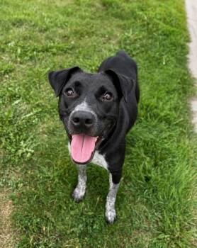 Honda -  Mixed Breed Dog for Adoption in Savage, Minnesota - Honda | PetCurious