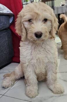 Maty -  Goldendoodle Dog for Sale in Gainesville, Florida - Maty | PetCurious