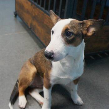 Sammie -  Bull Terrier and Cardigan Welsh Corgi Dog for Adoption in Idaho Falls, Idaho - Sammie | PetCurious