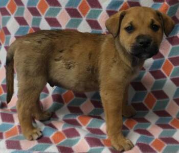 Shepherd Dogs Available for Adoption in Thief River Falls, Minnesota - Jack | PetCurious