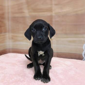 Labrador Retriever and Hound Dogs Available for Adoption in Griswold, Connecticut - Esme | PetCurious