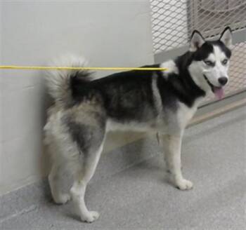 Siberian Husky Dogs Available for Adoption - BANDIT | PetCurious