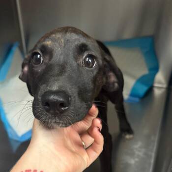 Sweetie -  Mixed Breed Dog for Adoption in Columbus, Georgia - Sweetie | PetCurious