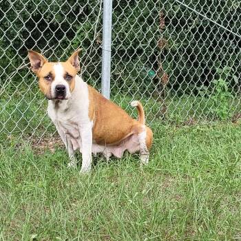 Ms. Belle -  Mixed Breed Dog for Adoption in Lake Panasoffkee, Florida - Ms. Belle | PetCurious