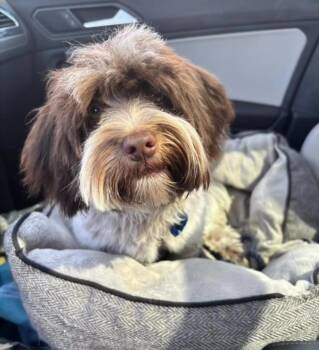 Havanese Dogs Available for Adoption - MOCHA | PetCurious