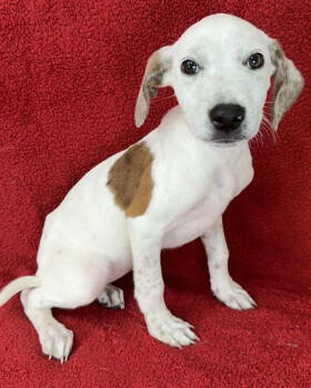 Rescue Australian Shepherd and Labrador Retriever Dogs for Adoption in New York, New York - Drama | PetCurious