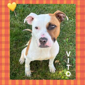 Rescue Pit Bull Terrier Dogs for Adoption in Mokena, Illinois - Vito | PetCurious