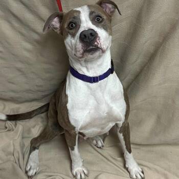 Rescue Pit Bull Terrier Dogs for Adoption in Waterloo, Iowa - Galaxy | PetCurious