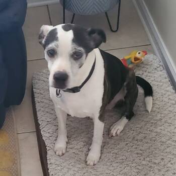 Rescue Terrier and Mixed Breed Dogs for Adoption in Freeport, Florida - Gucci | PetCurious