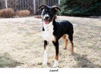 Shepherd Dogs Available for Adoption - AC Laurel | PetCurious