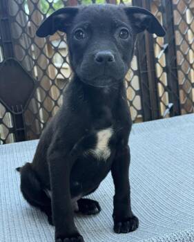 Riot -  Pit Bull Terrier Dog Available for Adoption in Stahlstown, Pennsylvania - Riot | PetCurious
