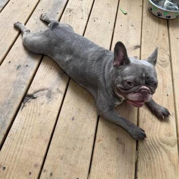 Pinky -  French Bulldog and Mixed Breed Dog for Adoption in Durham, North Carolina - Pinky | PetCurious