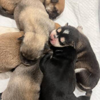 Nymeria -  Shepherd and Mixed Breed Dog for Adoption in Austin, Texas - Nymeria | PetCurious
