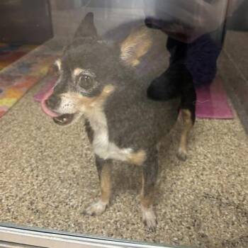 Paco -  Chihuahua Dog for Adoption in Tempe, Arizona - Paco | PetCurious