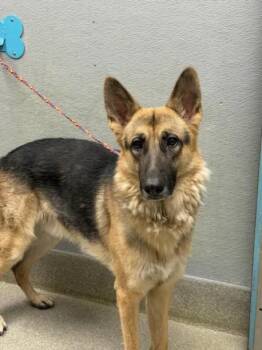 ROCKY -  German Shepherd Dog Dog for Adoption in Las Vegas, Nevada - ROCKY | PetCurious