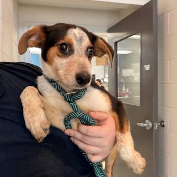Dixie -  Beagle Dog for Adoption in Indianapolis, Indiana - Dixie | PetCurious
