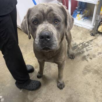 Terrier Dogs Available for Adoption - Pup | PetCurious