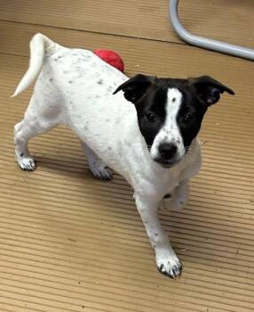 Jack Russell Terrier and Rat Terrier Dogs Available for Adoption - TILLY (ohiosdrescue@gmail.com) | PetCurious