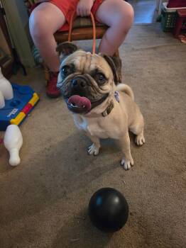 Walter CA -  Pug Dog for Adoption in Hillside, Illinois - Walter CA | PetCurious