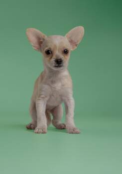 Prada -  Chihuahua and Maltese Dog for Adoption in Wolcott, Connecticut - Prada | PetCurious