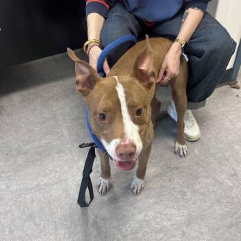 Mixed Breed Dogs Available for Adoption in Philadelphia, Pennsylvania - Toosie Roll | PetCurious