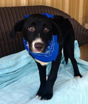 Krystal -  Labrador Retriever and Mixed Breed Dog for Adoption in Seneca, South Carolina - Krystal | PetCurious