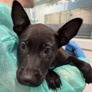 Nakamura -  Shepherd and Mixed Breed Dog for Adoption in Los Angeles, California - Nakamura | PetCurious